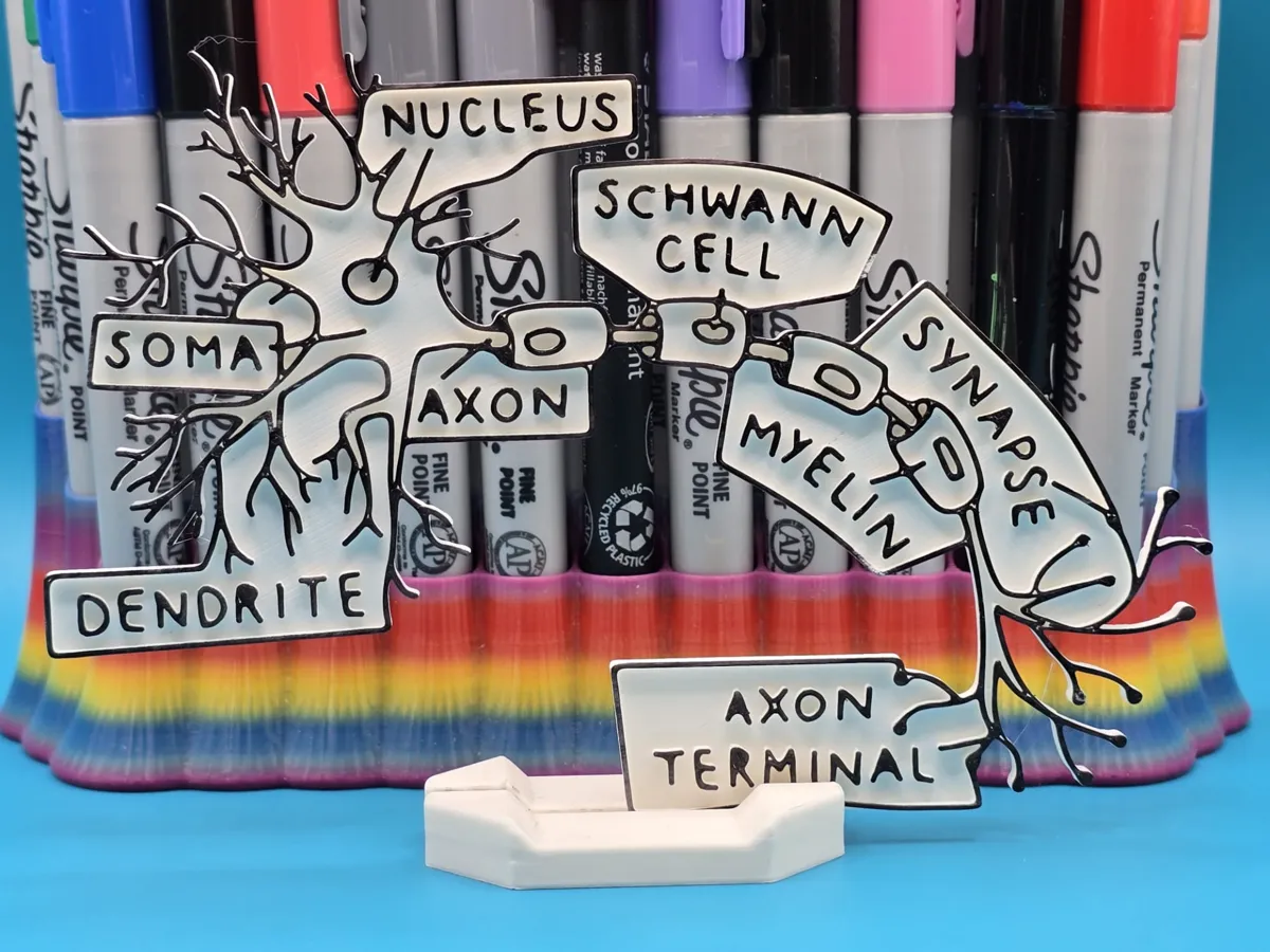 Panneau à colorier neurone et synapse (éducatif)
