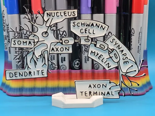Panneau à colorier neurone et synapse (éducatif)
