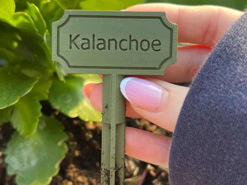 Kalanchoe Schild