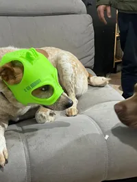 Casque GoPro pour chien — photo 3