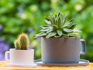 VASO TAZZA DA TE - Gardening Tool Design Contest