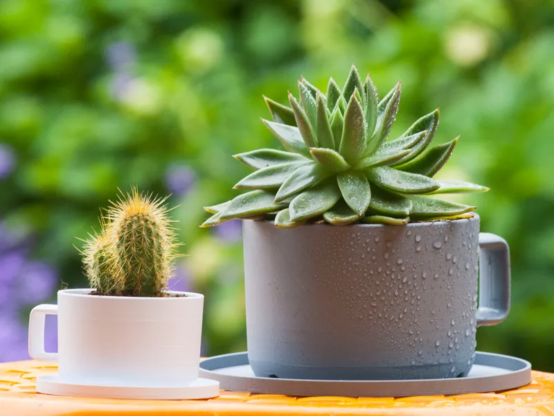 VASO TAZZA DA TE - Gardening Tool Design Contest