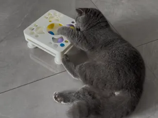 猫咪玩具