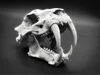 Smilodon fatalis