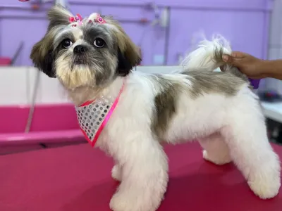 Cute Shih Tzu Dog AMS Multicolor STL / 3MF Print