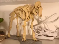 AMS FULL Mammoth SKELETON