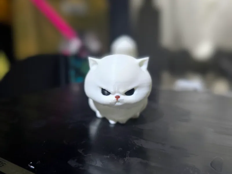 Angry Cat!!!