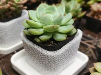 0.2mm 层高, 0 层墙, 20% 填充