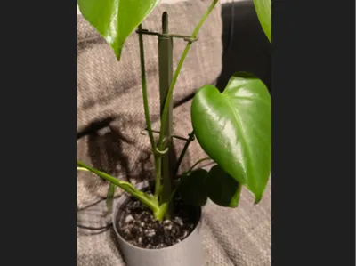 Plant Support / Plant Support V2