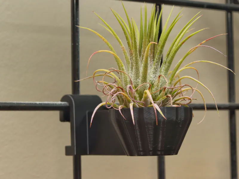 Tillandsia Air Plant Cup For Gridwall