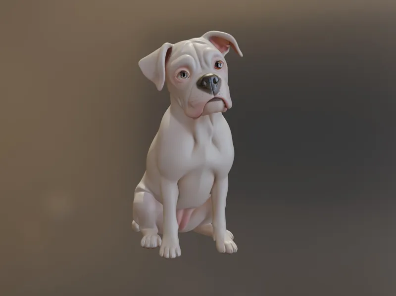 Boxer