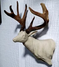 Deer Shoulder Mount - Left Side- BAS - 25% Scale