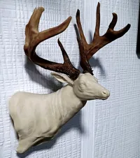 Deer Shoulder Mount - Right Side - BAS - 25% Scale