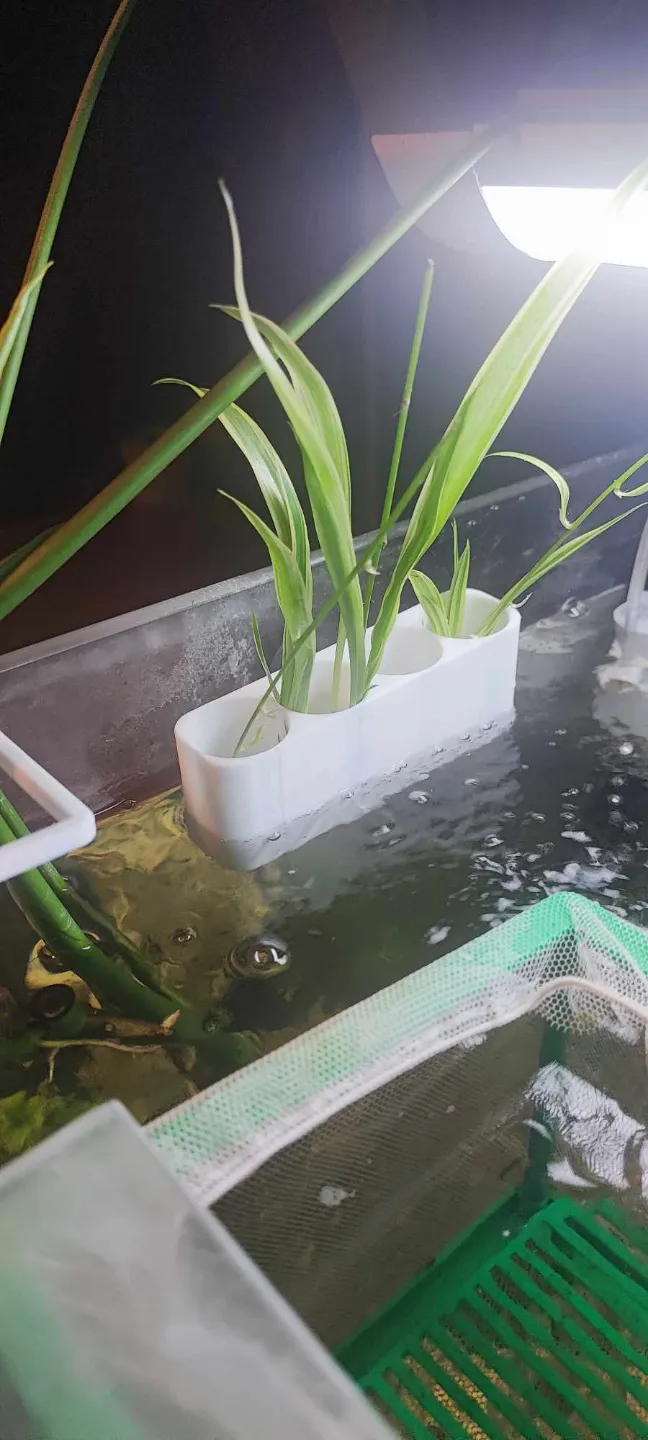 Aquarium plant holder