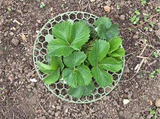 Strawberry Support Platform