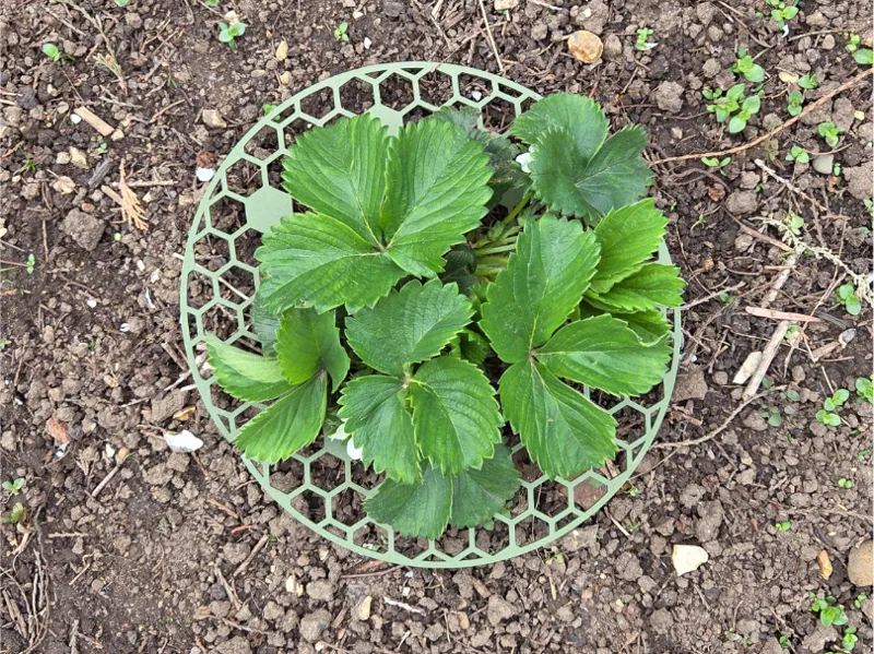 Strawberry Support Platform