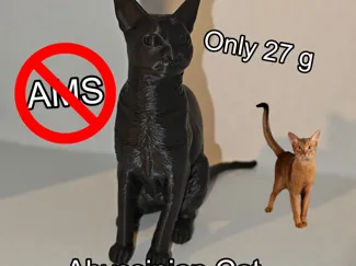 Abyssinian cat