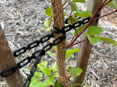 Tree Lock - Adjustable, reusable TPU garden tie