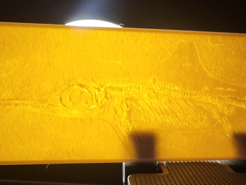 Ichthyosaurus *Dinosaur* Fossil Lithophane