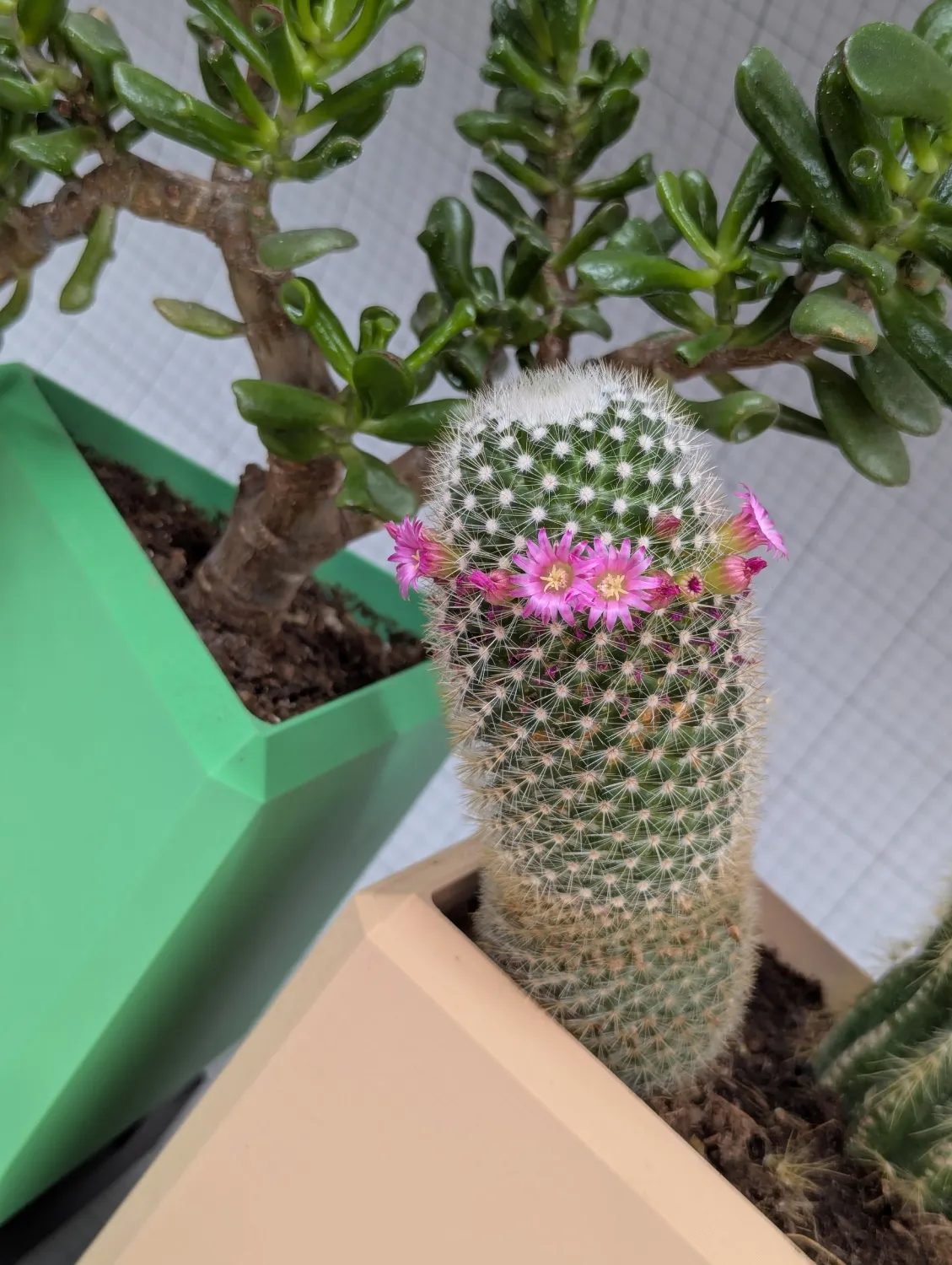 Vase 2.0 | The Plant Put. view 4