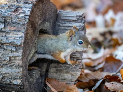 Squirrel #2 Lithophane
