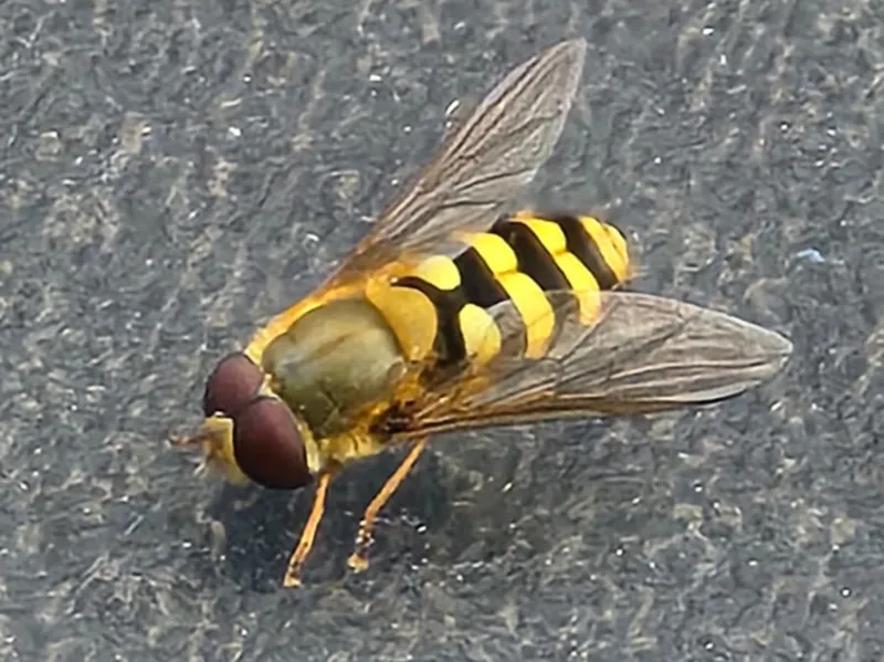 Schwebfliege