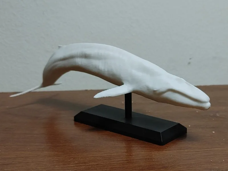 Blue Whale Mount