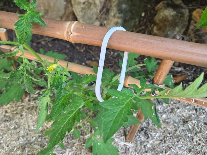 Attache plante