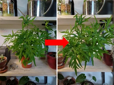 Angled Plant Base