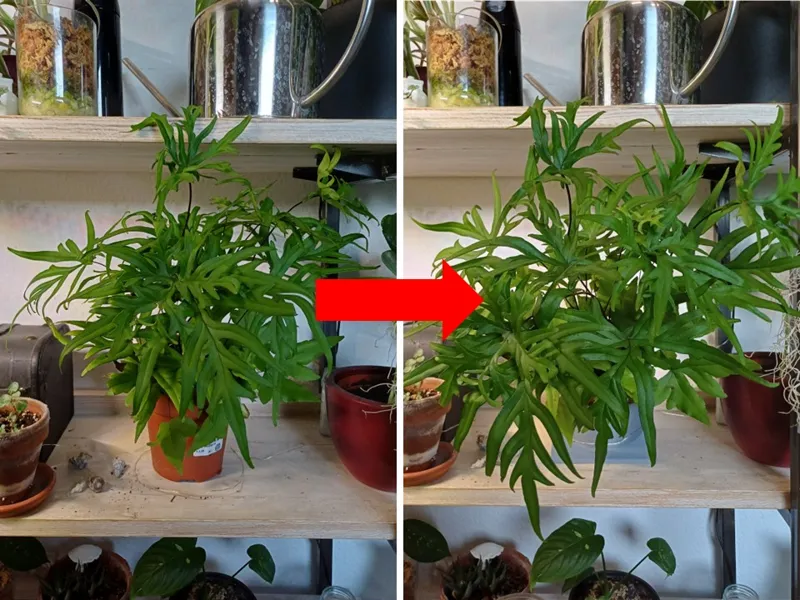 Angled Plant Base