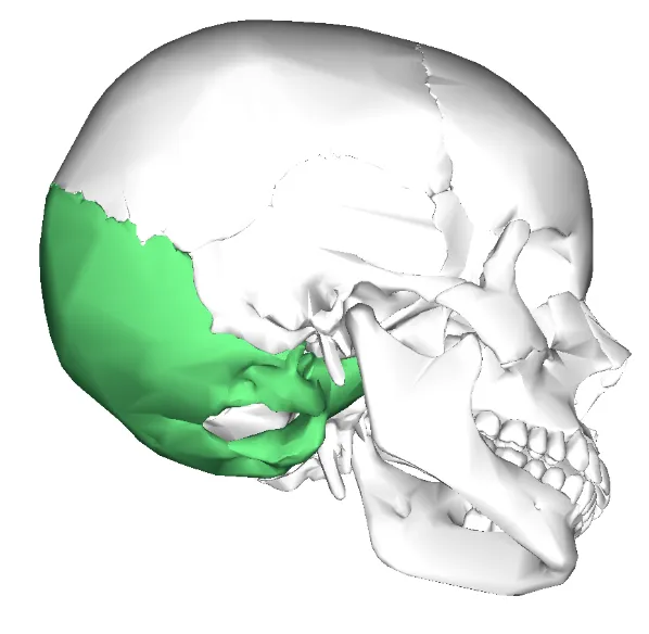 Bone Key Log Low Poly Anatomical Bone Key Bowl - Free 3D Print Model - MakerWorld