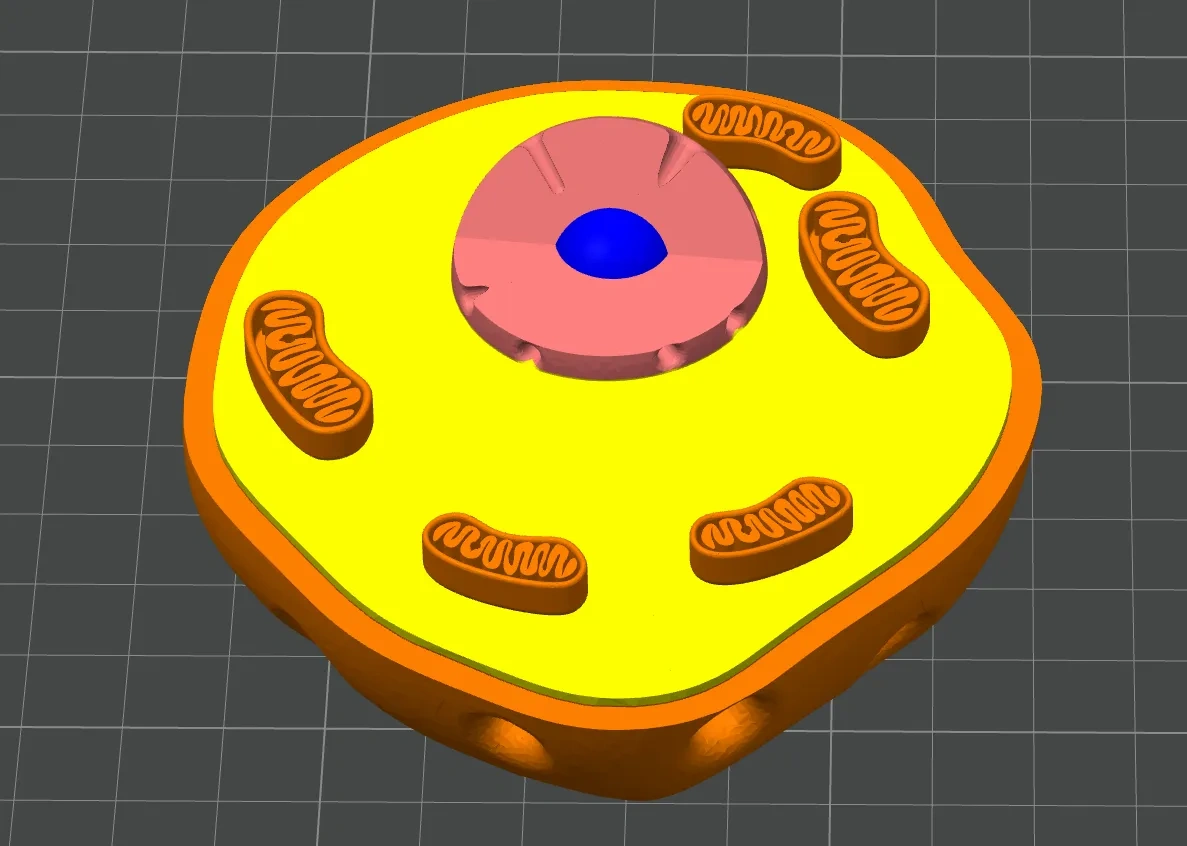 Miniatura 3 do modelo 3D 初中动物细胞模型