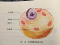Modèle de cellule animale (niveau collège) — photo 3