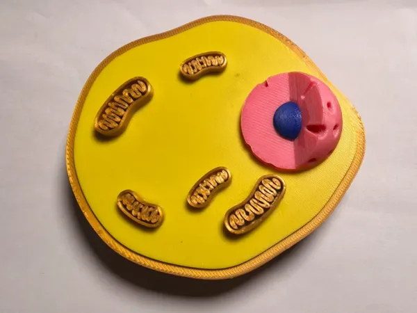 Modèle de cellule animale (niveau collège)