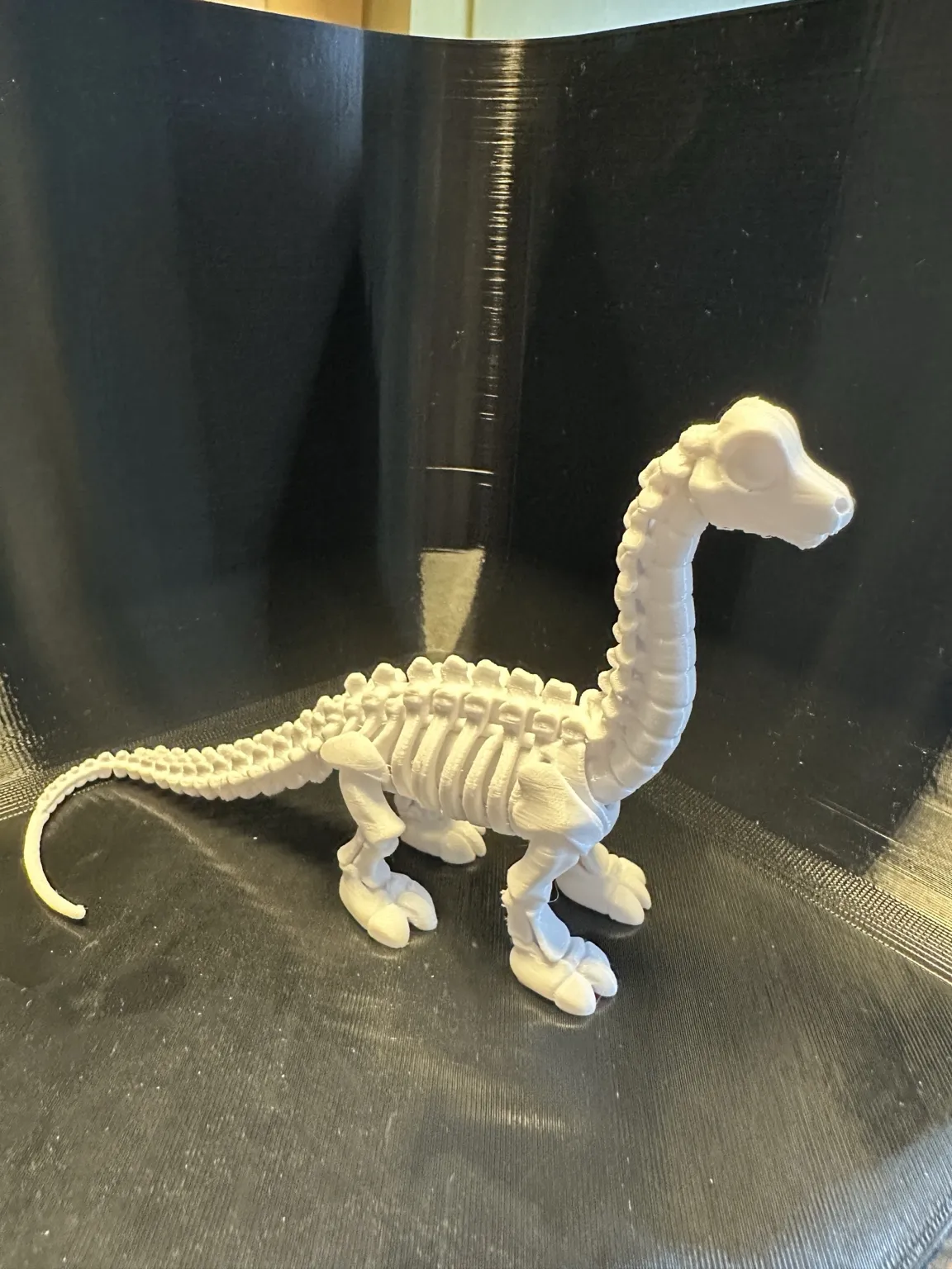 Cute Skeleton Diplodocus view 3