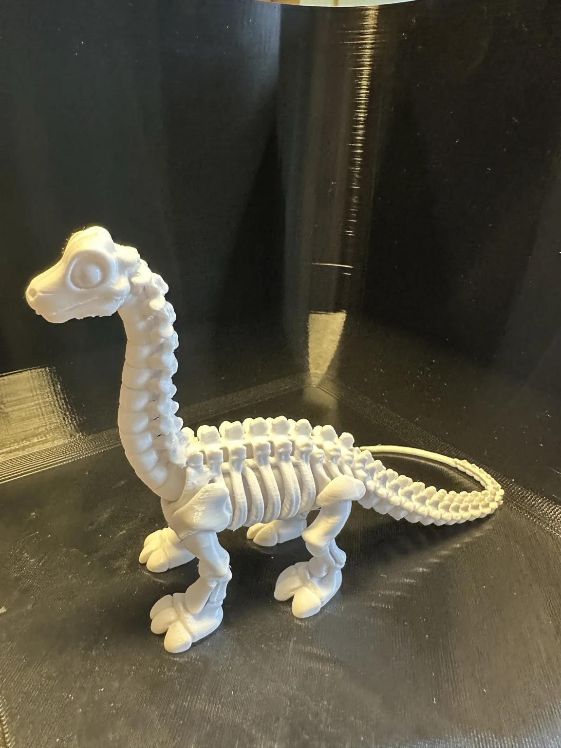 Cute Skeleton Diplodocus view 2
