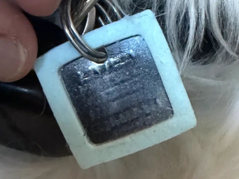Rabies Dog Tag Silencer