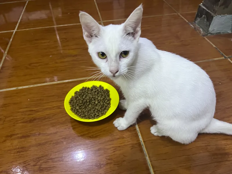 ergonomic cat food bowl (dry food only)