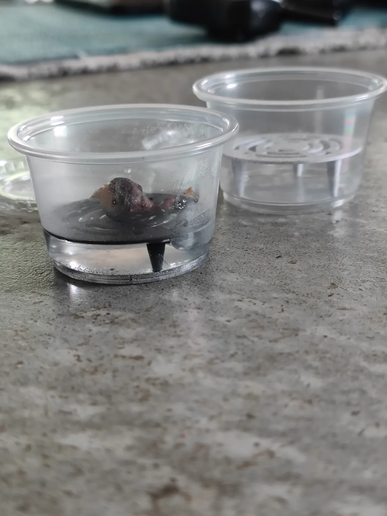 Korm Cup Propigation Riser - Food Cup Size view 3