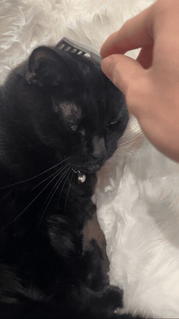 Cat Brush Fork