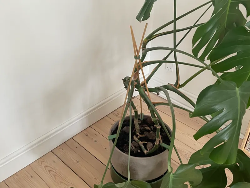plant support