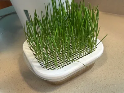 Wheat grass seed tray for Target-brand tupperware