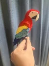 mini Scarlet Macaw