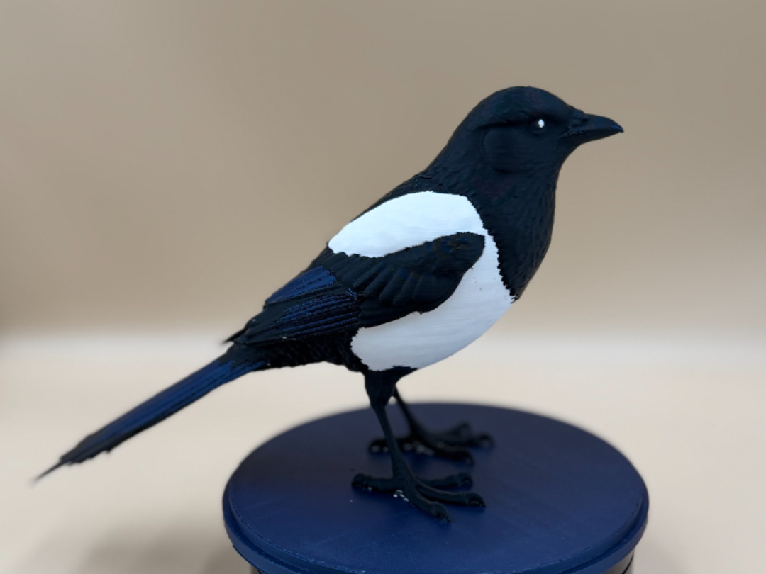 Midnight Mischief Magpie