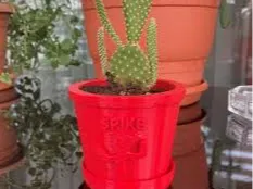 Cactus plant spike