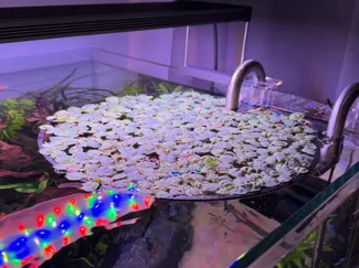 XL Floating Plant Corral