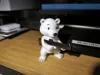 Eisbär