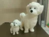 Maltese 5 cm with ams