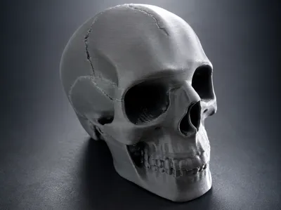 Realistic Skull