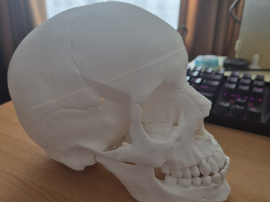 Human Skull Model-Educational & Magnetic Assembly